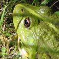 marsh frog (Rana ridibunda) Kenneth Noble